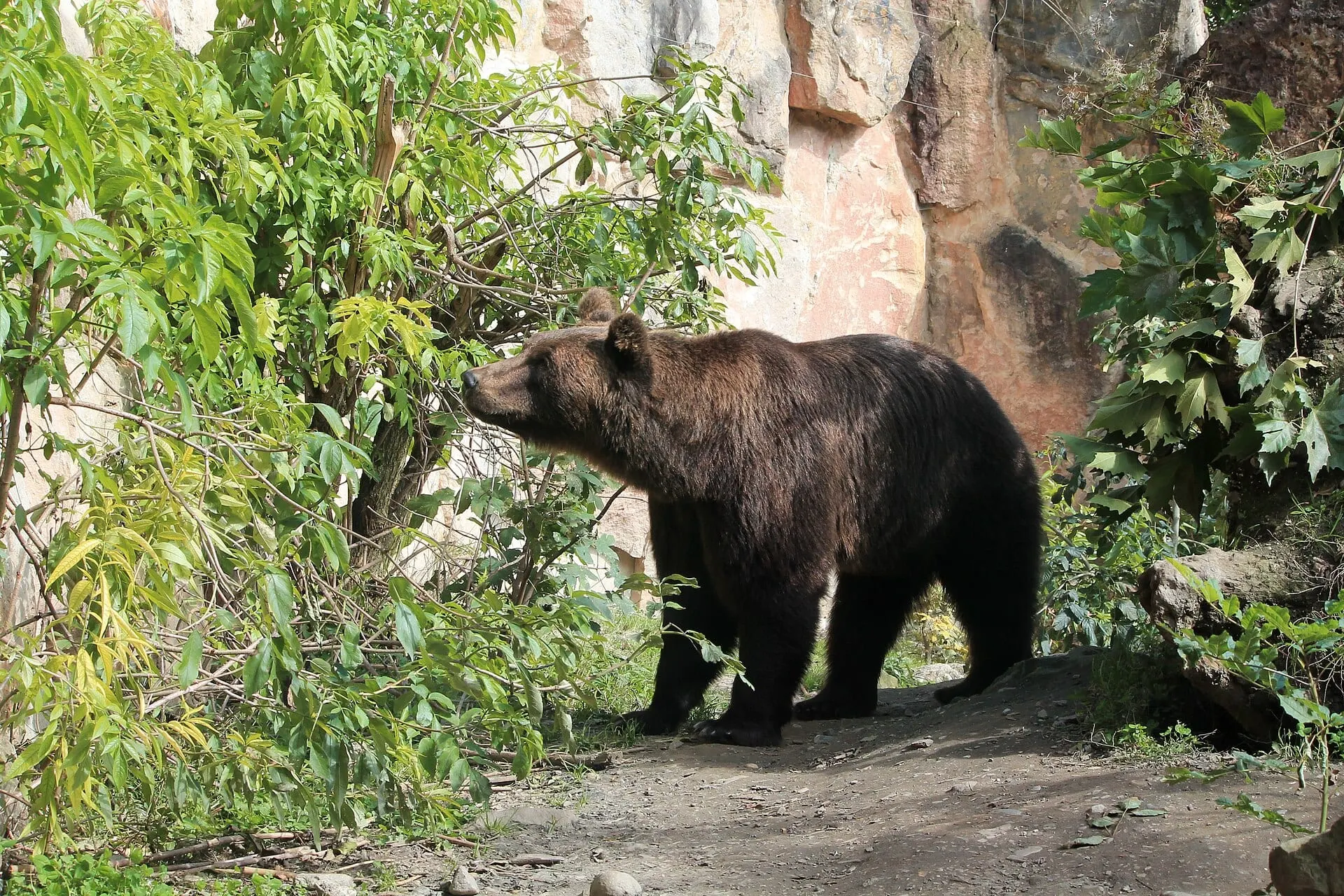 A brown bear in its enclosure at the Alpine Zoo in Innsbruck
