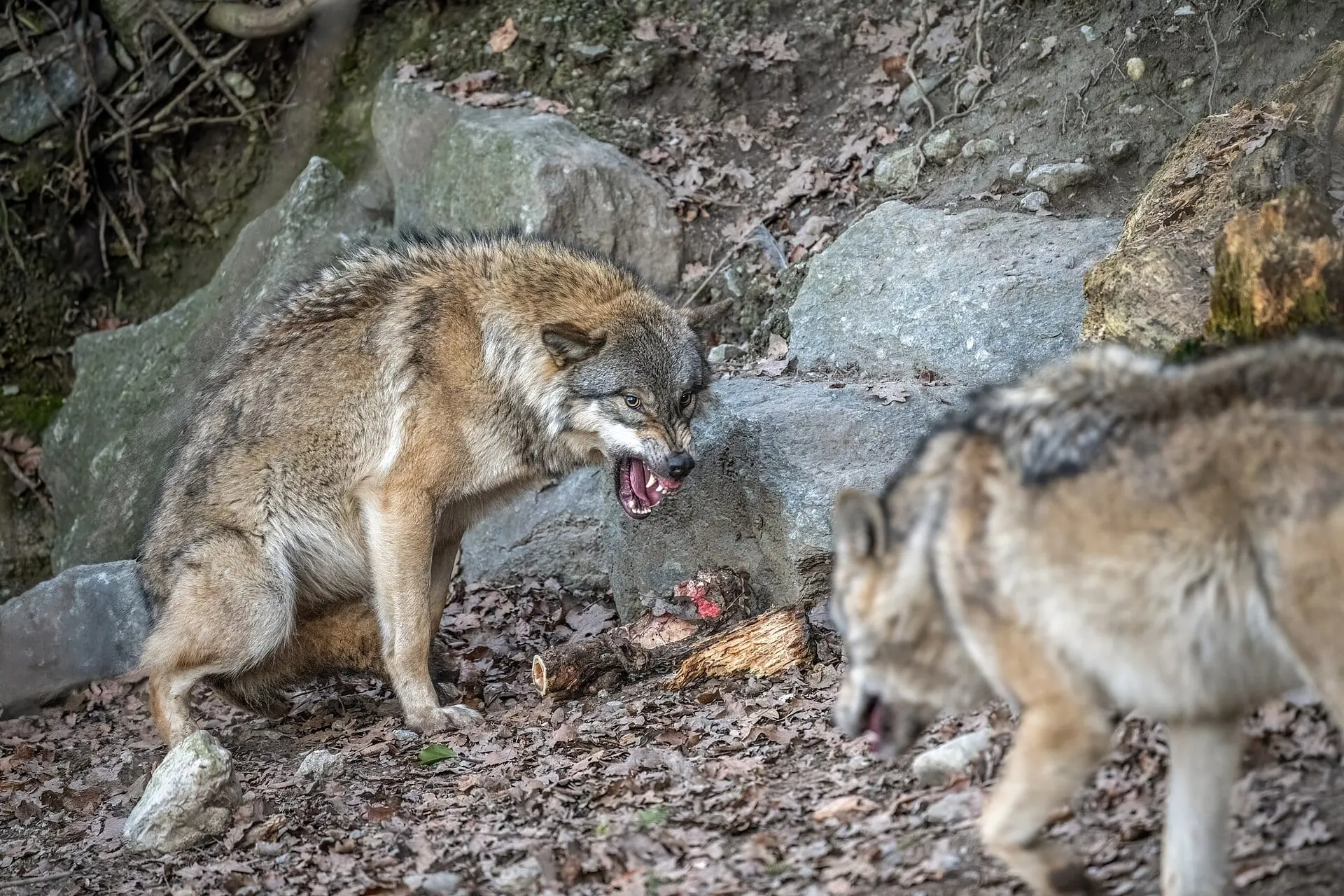 Wolves in their enclosure at the Alpine Zoo in Innsbruck