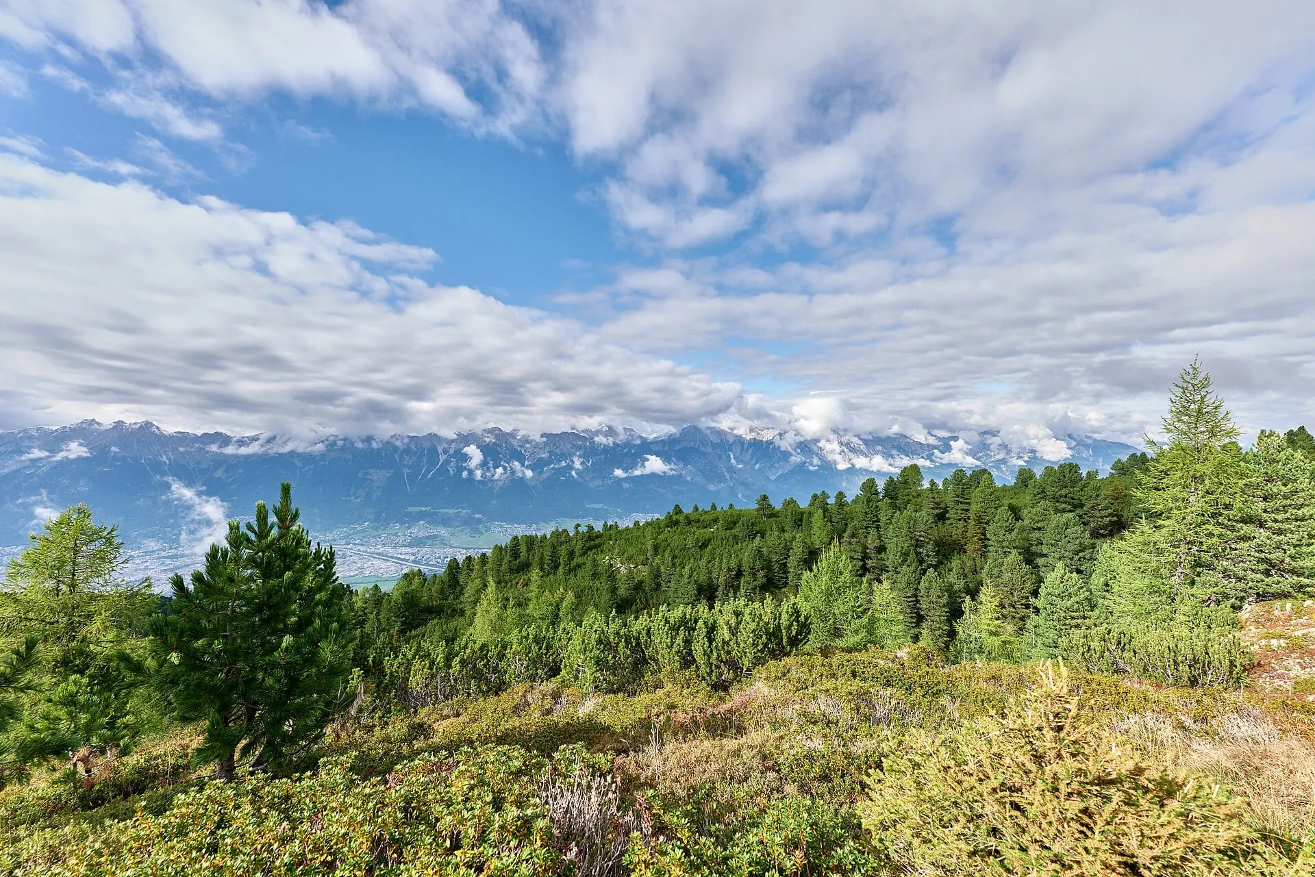 The Zirbenweg trail through stone pines on the Patscherkofel, above the Inn valley