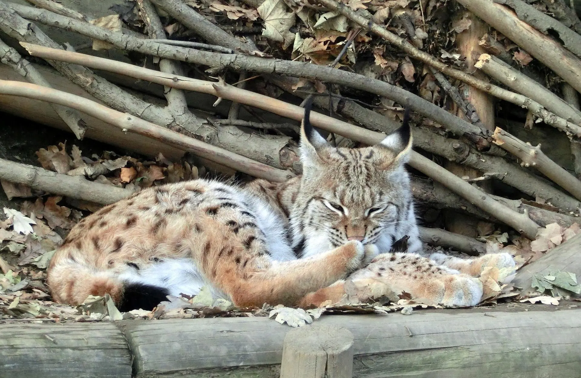 Lynx rust onder takken in de Alpenzoo Innsbruck