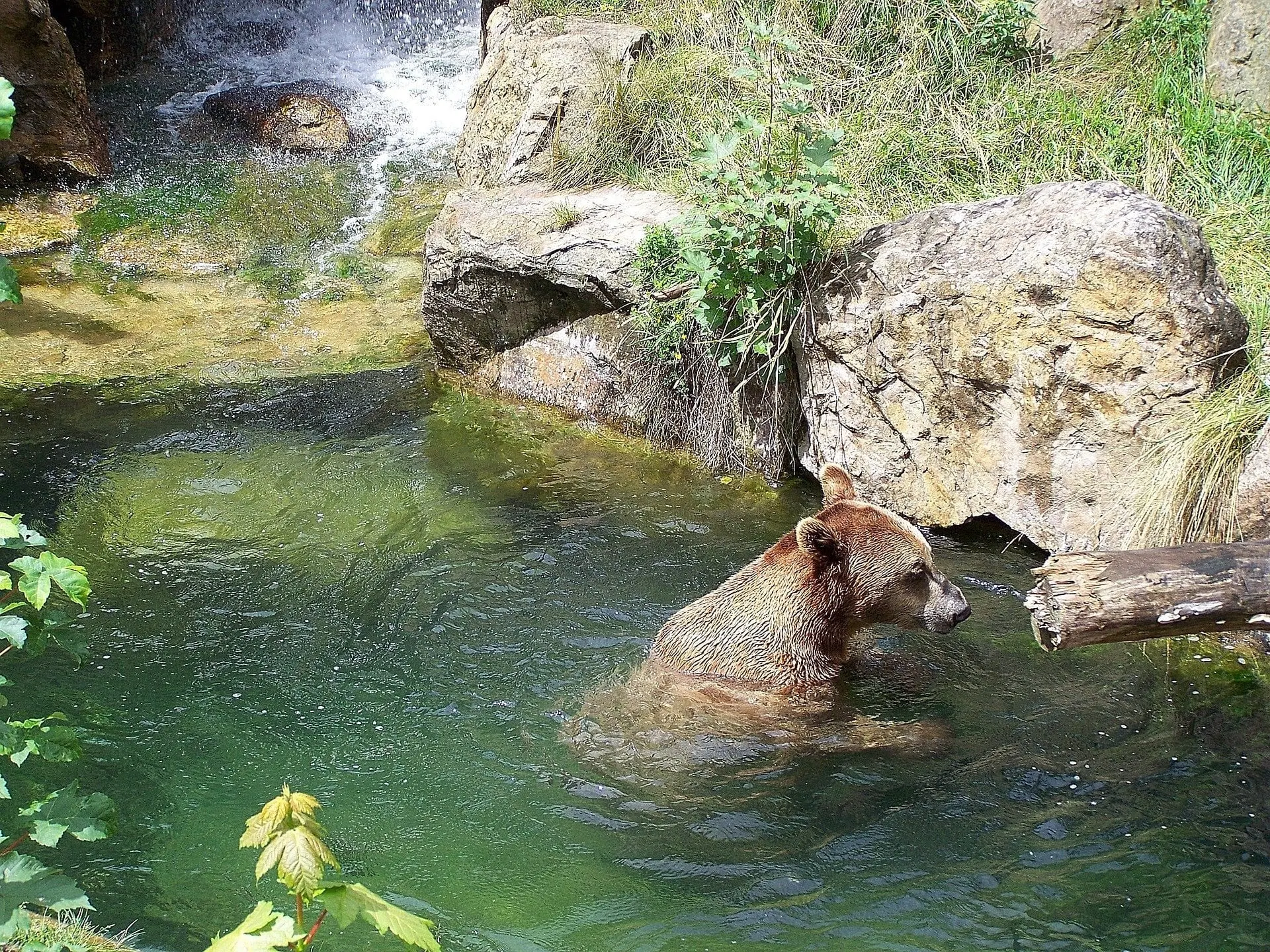 Bruine beer in een bad in de Alpenzoo Innsbruck