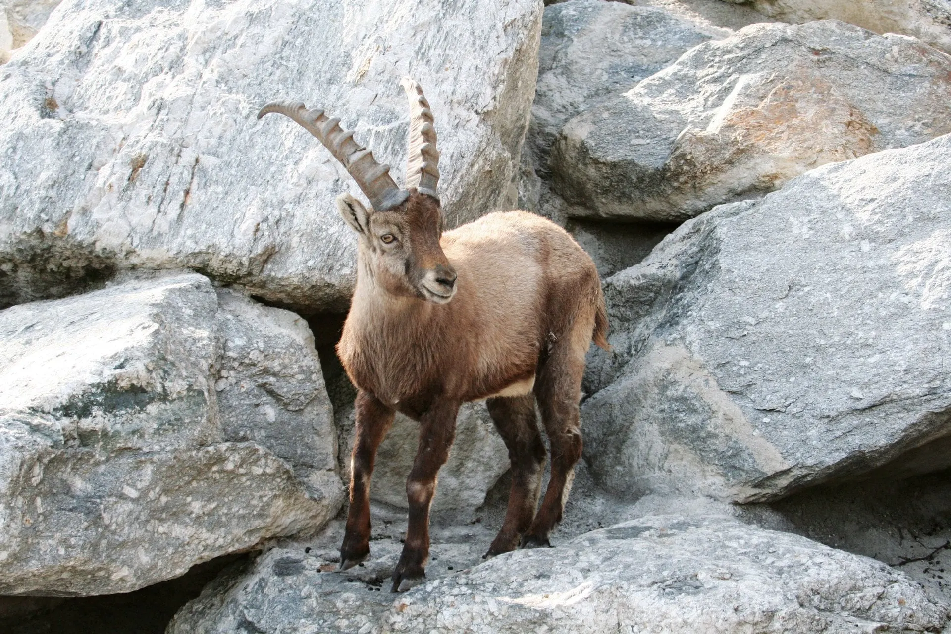 Alpine ibex standing on rocks at the Alpine Zoo Innsbruck