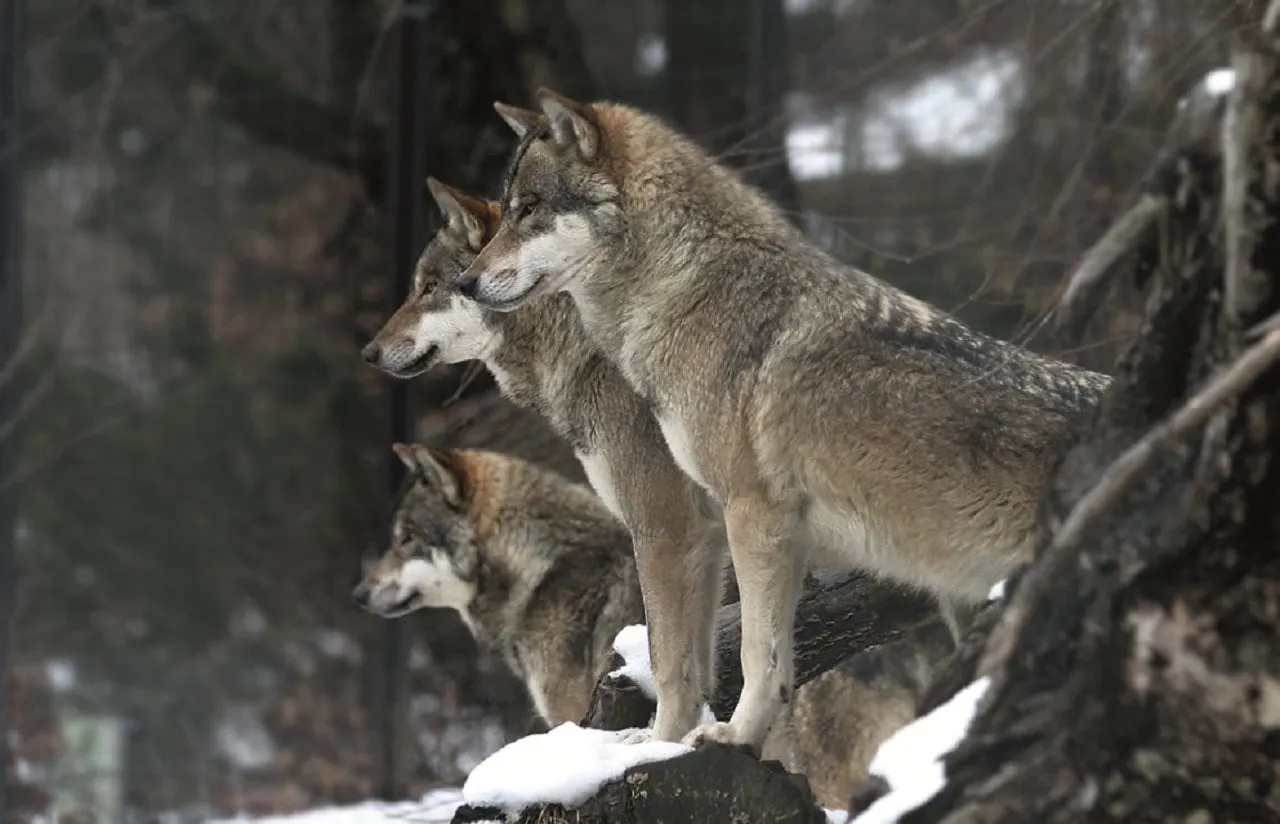 Wölfe auf einem verschneiten Felsen im Alpenzoo Innsbruck