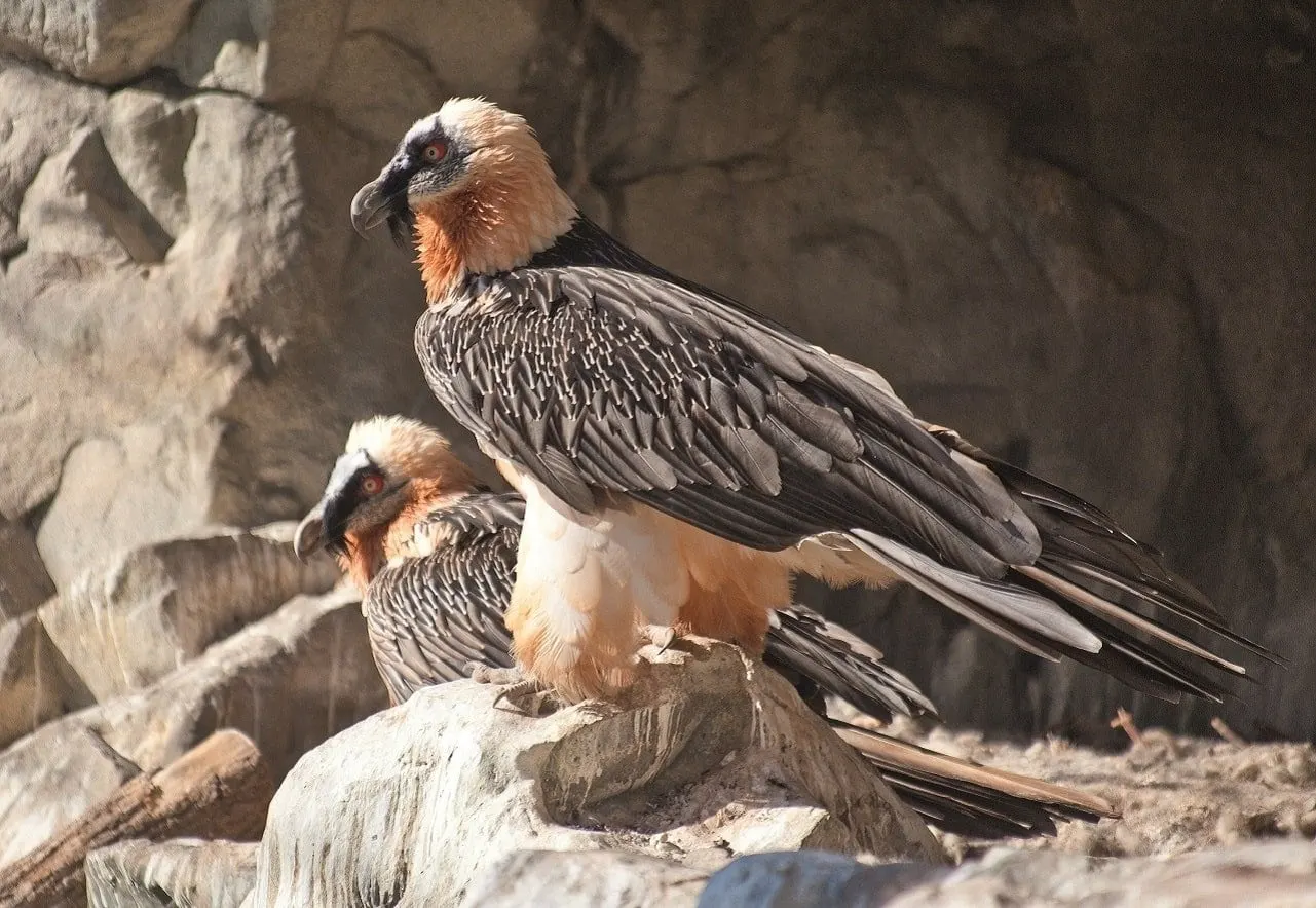 Bartgeier auf einem Felsen im Alpenzoo Innsbruck