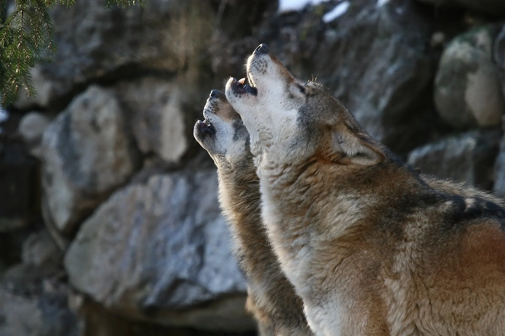 Two wolves howling at the Alpine Zoo Innsbruck