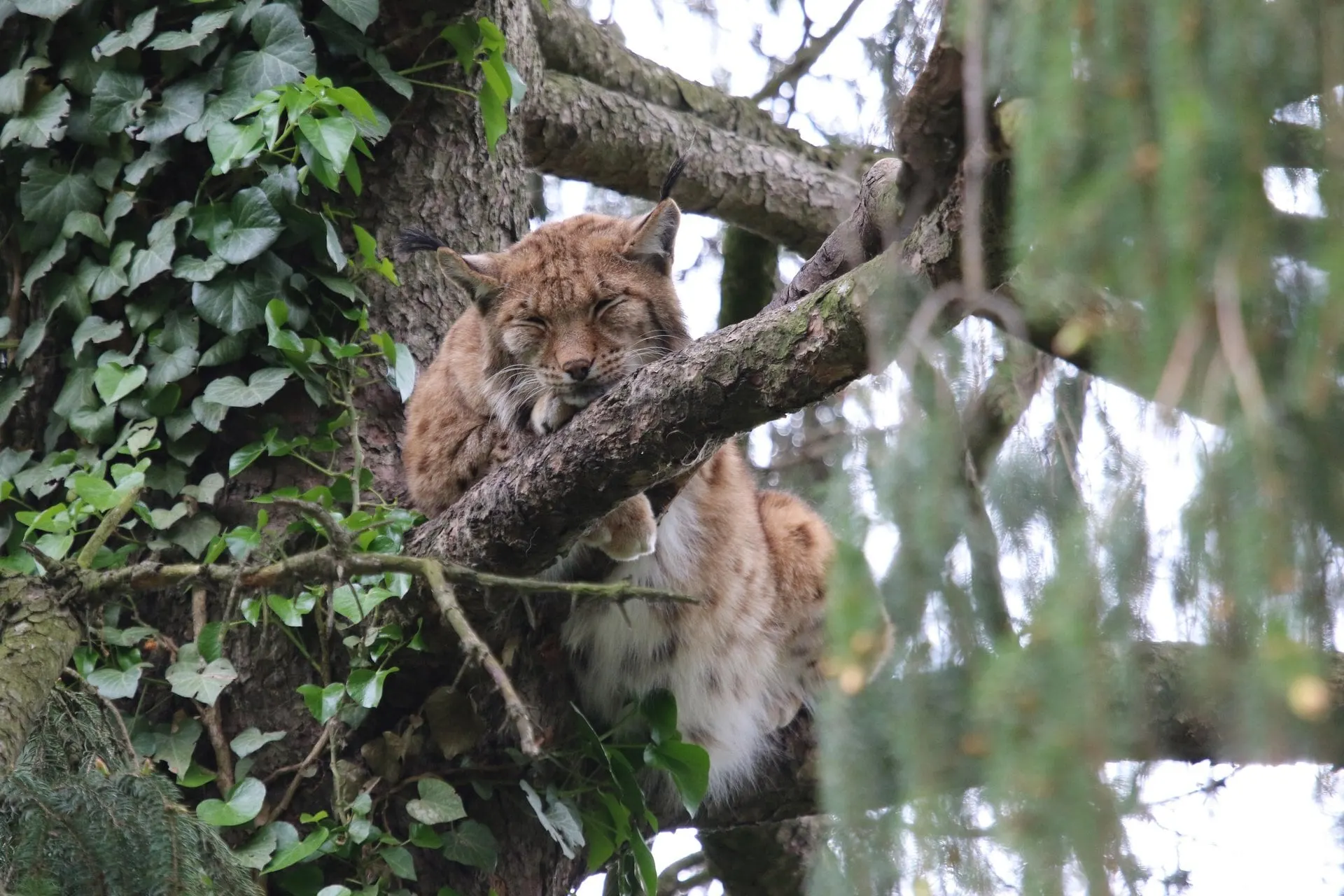 Lynx resting in a tree at the Alpine Zoo Innsbruck