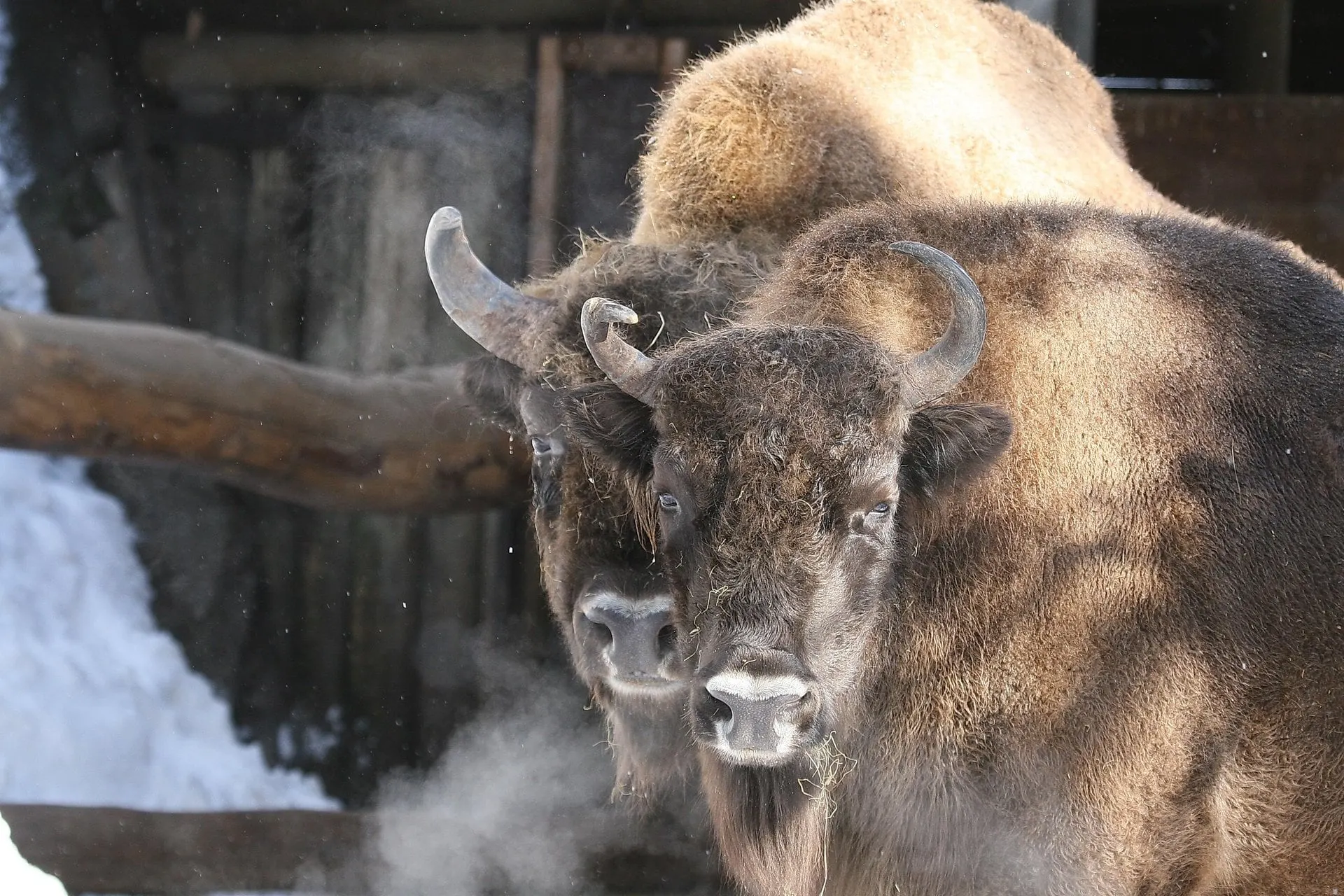 European bison in winter at the Alpine Zoo Innsbruck