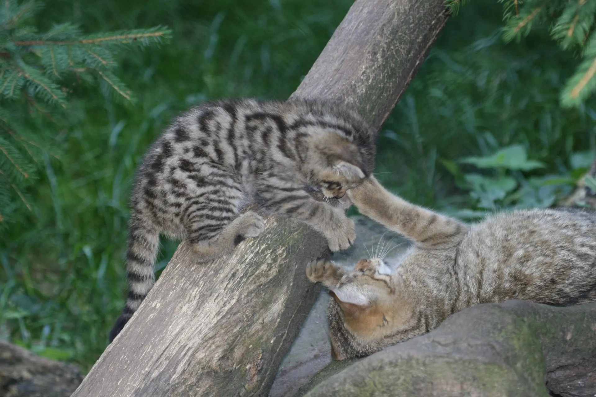Wildcat kittens playing on a log at the Alpine Zoo Innsbruck