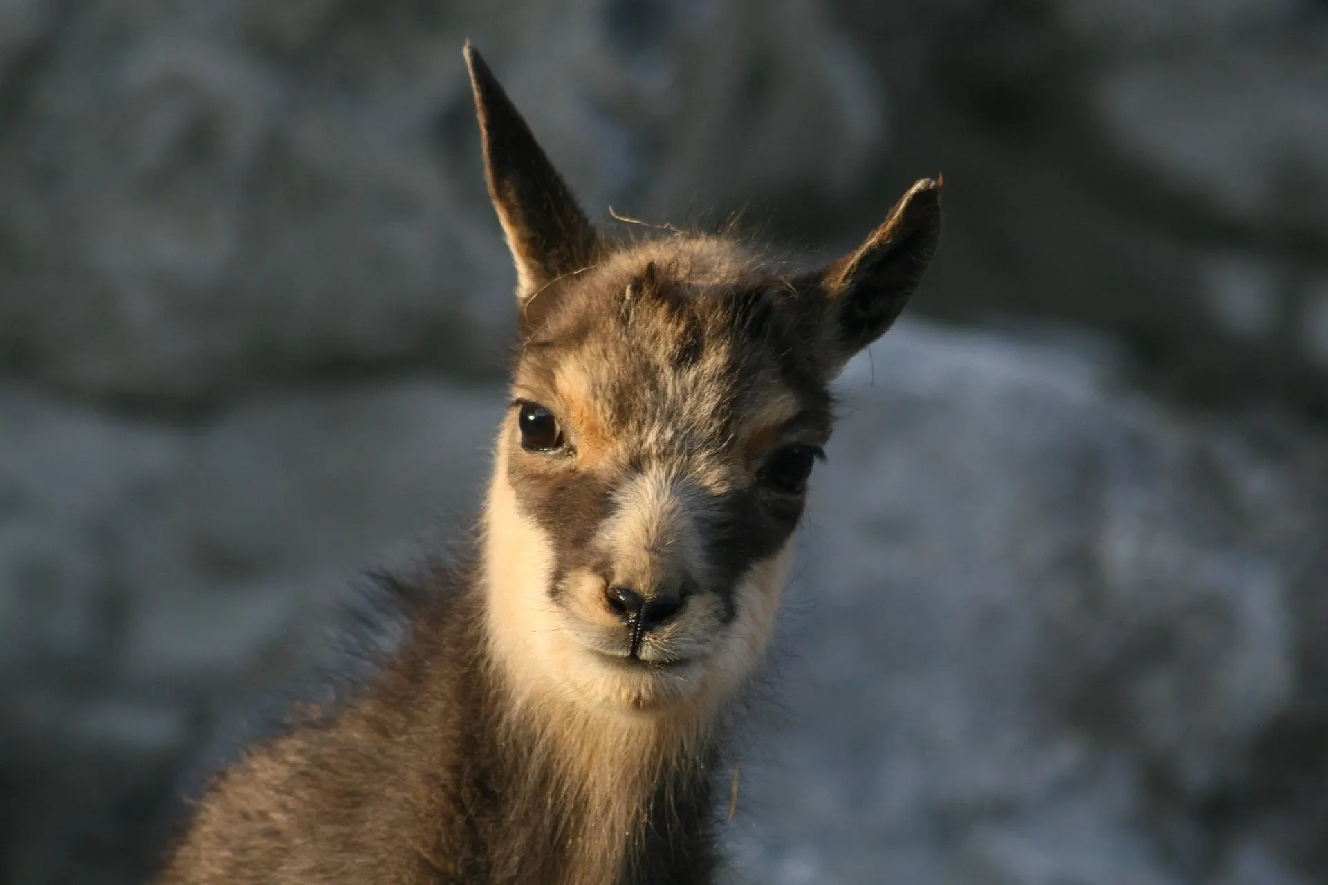 Young chamois at the Alpine Zoo Innsbruck